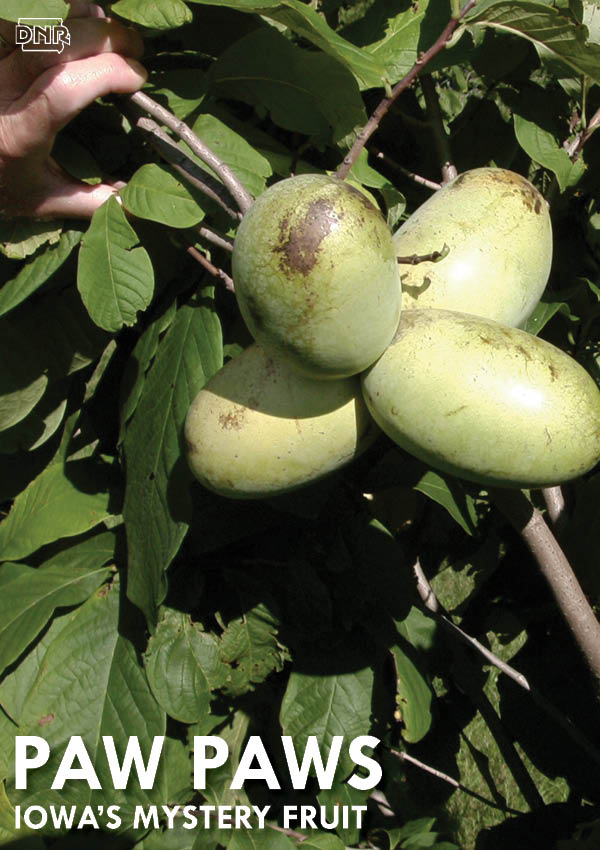 What in the world is a pawpaw? Learn more about this hard to describe mystery fruit and get a delicious recipe! | Iowa DNR